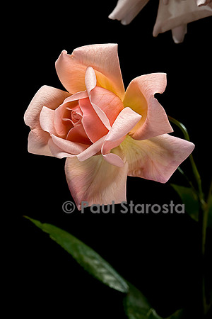 Rosa chinensis ‘Arethusa’