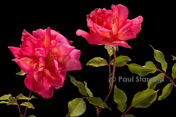 Rosa chinensis ‘Comtesse du Cayla’