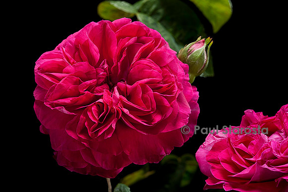Rosa chinensis ‘Brennus’
