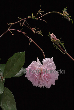 Rosa chinensis ‘Cécile Brunner climbing’