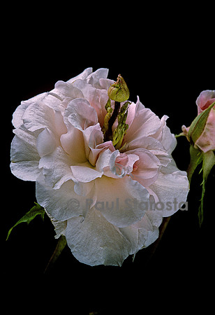 Rosa chinensis ‘Bloomfield Abundance’