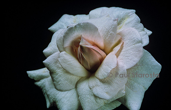 Rosa chinensis ‘Cécile Brunner climbing’
