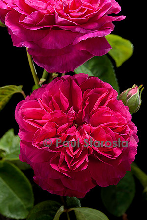 Rosa chinensis ‘Brennus’