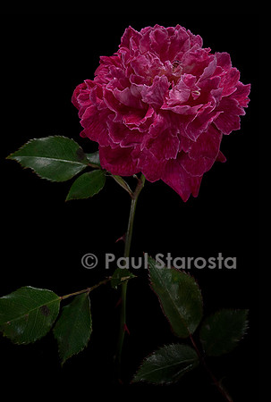 Rosa chinensis ‘Belle de Monza’