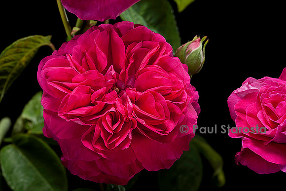 Rosa chinensis ‘Brennus’