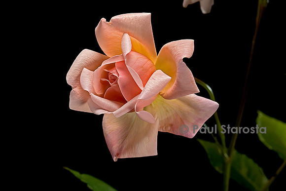 Rosa chinensis ‘Arethusa’