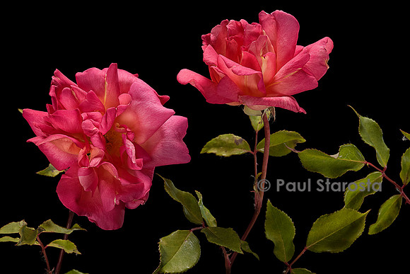 Rosa chinensis ‘Comtesse du Cayla’
