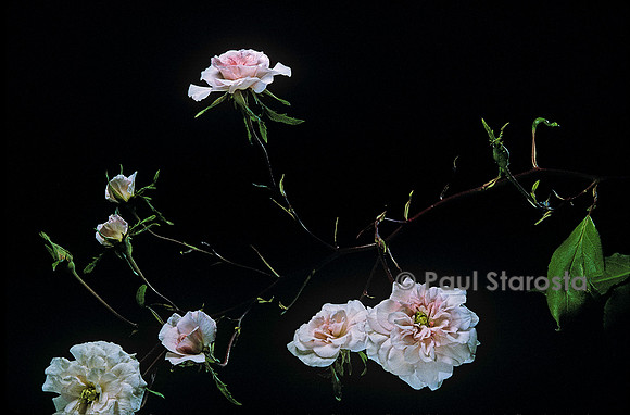 Rosa chinensis ‘Bloomfield Abundance’