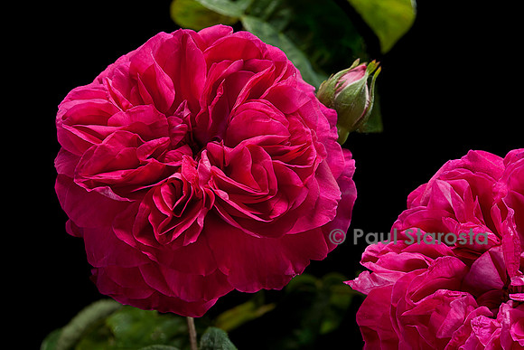 Rosa chinensis ‘Brennus’