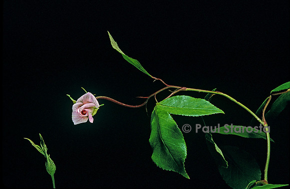 Rosa chinensis ‘Cécile Brunner climbing’ - bouton