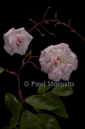 Rosa chinensis ‘Bloomfield Abundance’