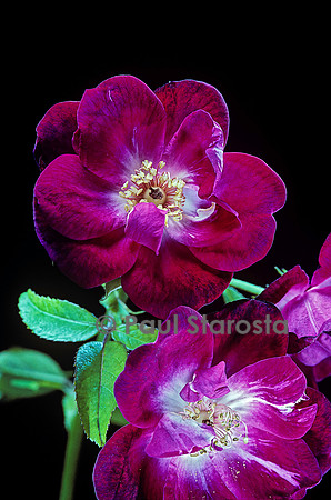 Rosa chinensis ‘Chine Sanguin’