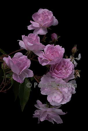 Rosa X noisettiana ‘Narrow Water’