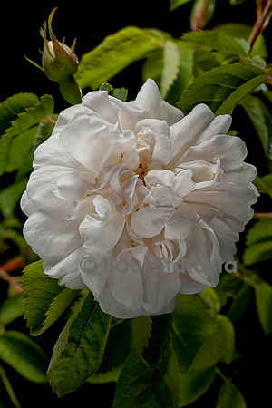 Rosa X alba ‘Blanche de Belgique’