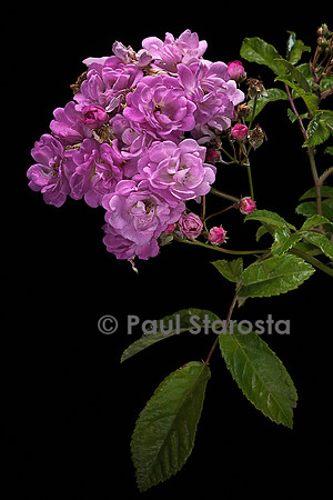 Rosa polyantha ‘Petite Marcelle’