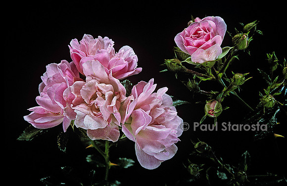 Rosa polyantha ‘Petite Françoise’