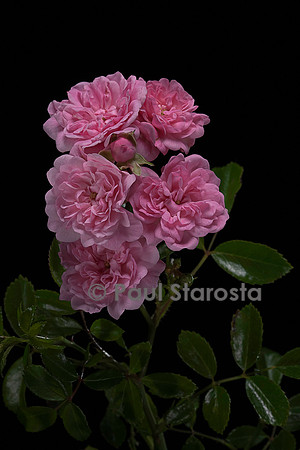 Rosa polyantha ‘The Fairy’