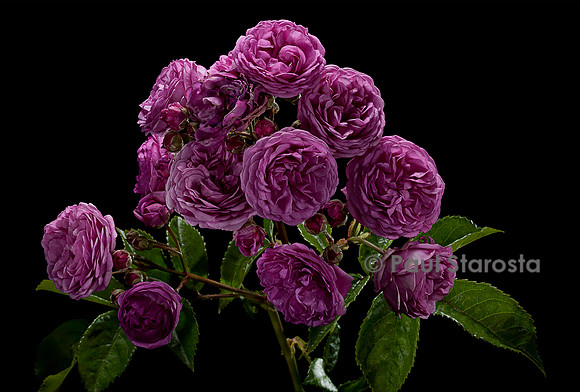 Rosa polyantha ‘Excellenz von Schubert’