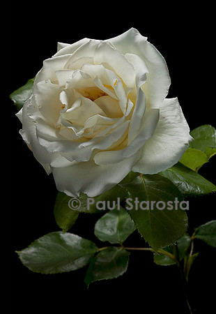 Rosa X noisettiana ‘Blanc Pur’