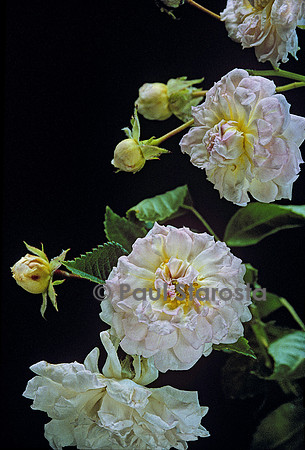 Rosa polyantha ‘Mignonnette’