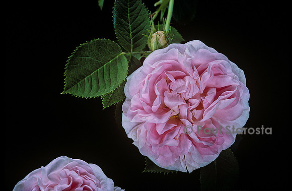 Rosa X alba ‘Cuisse de Nymphe’