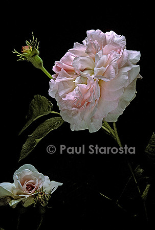 Rosa X alba ‘Chloris’