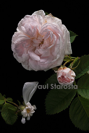 Rosa X alba ‘Chloris’