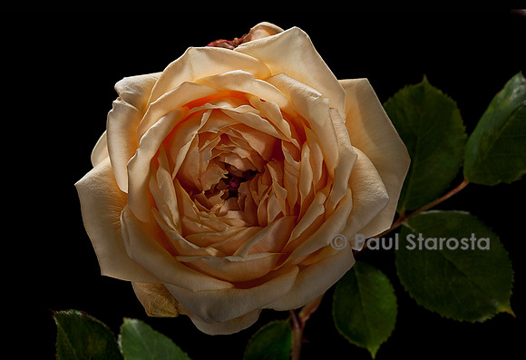 Rosa X noisettiana ‘Madame Bérard’