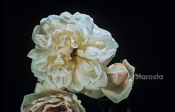 Rosa X noisettiana ‘Mme Alfred Carrière’