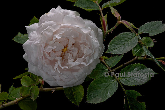 Rosa X alba ‘Aennchen von Tharau’