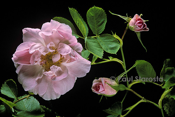 Rosa X alba ‘Celestial’