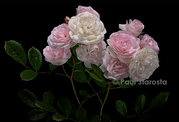 Rosa polyantha ‘Marie-Jeanne’