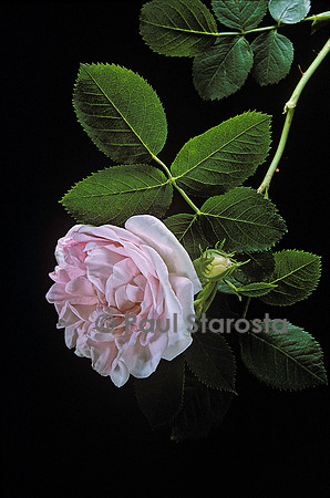 Rosa X alba ‘Cuisse de Nymphe’