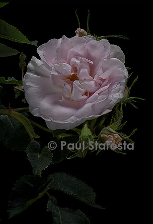 Rosa X alba ‘Cuisse de Nymphe’