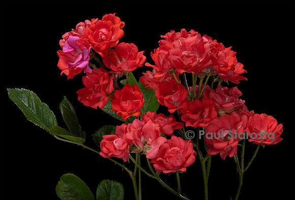 Rosa polyantha ‘Paul Crampel’