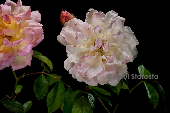 Rosa polyantha 'Phyllis Bide’