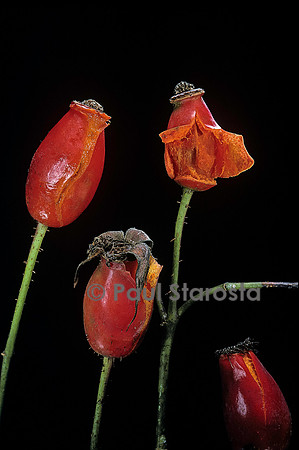 Rosa X alba ‘Suaveolens’ - fruits