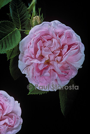 Rosa X alba ‘Cuisse de Nymphe’
