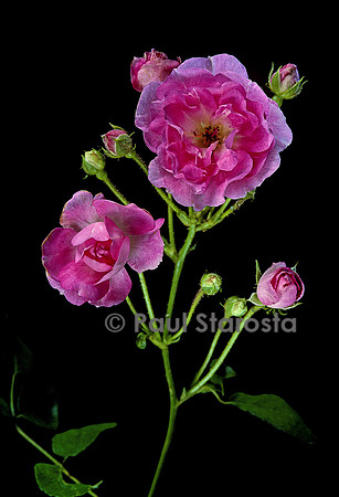 Rosa polyantha ‘Maman Turbat’
