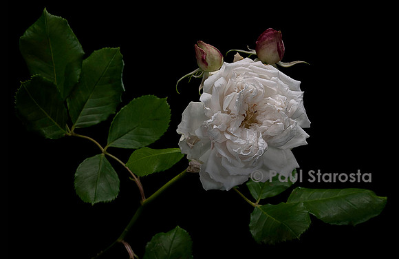 Rosa X noisettiana ‘Marie Dermar’