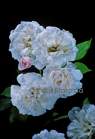 Rosa X noisettiana ‘Blush Noisette’