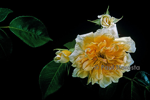 Rosa X noisettiana ‘William Allen Richardson’