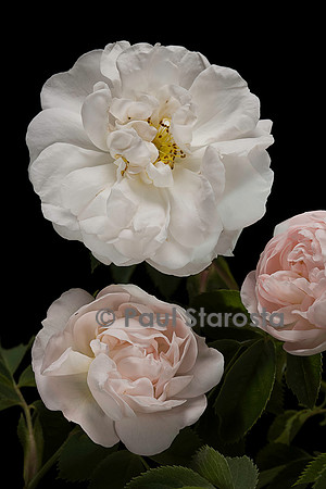 Rosa X alba ‘Jeanne d’Arc’