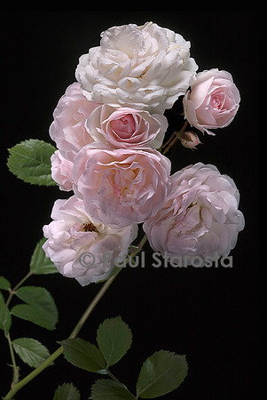 Rosa polyantha ‘Marie-Jeanne’