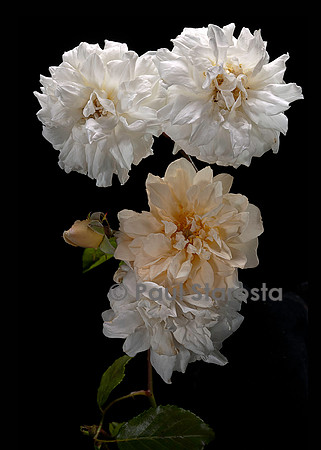 Rosa X noisettiana ‘Alister Stella Gray’