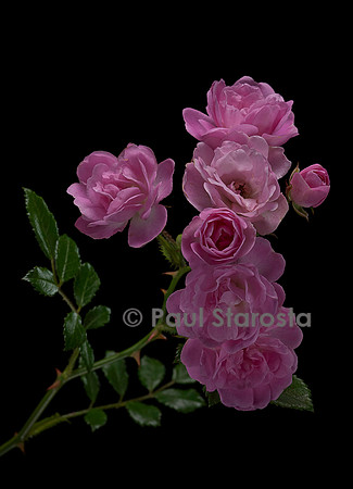 Rosa polyantha ‘Petite Françoise’