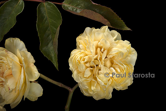Rosa X noisettiana ‘Duchesse d'Auerstaedt’