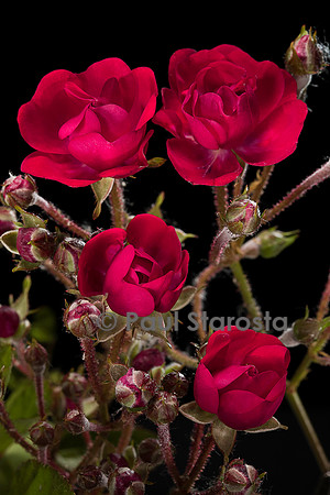 Rosa polyantha ‘Edith Cavell’