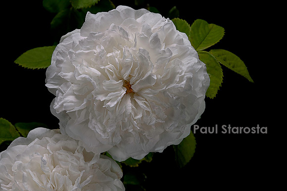 Rosa X alba ‘Mme Legras de St. Germain’