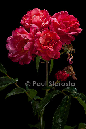 Rosa polyantha ‘Léonie Lamesch’